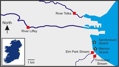 Bacterial and Bacteriophage Antibiotic Resistance in Marine Bathing Waters in Relation to Rivers and Urban Streams